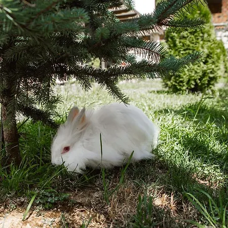 Πανσιόν Topalovi